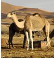 Auberge Kasbah Tombouctou